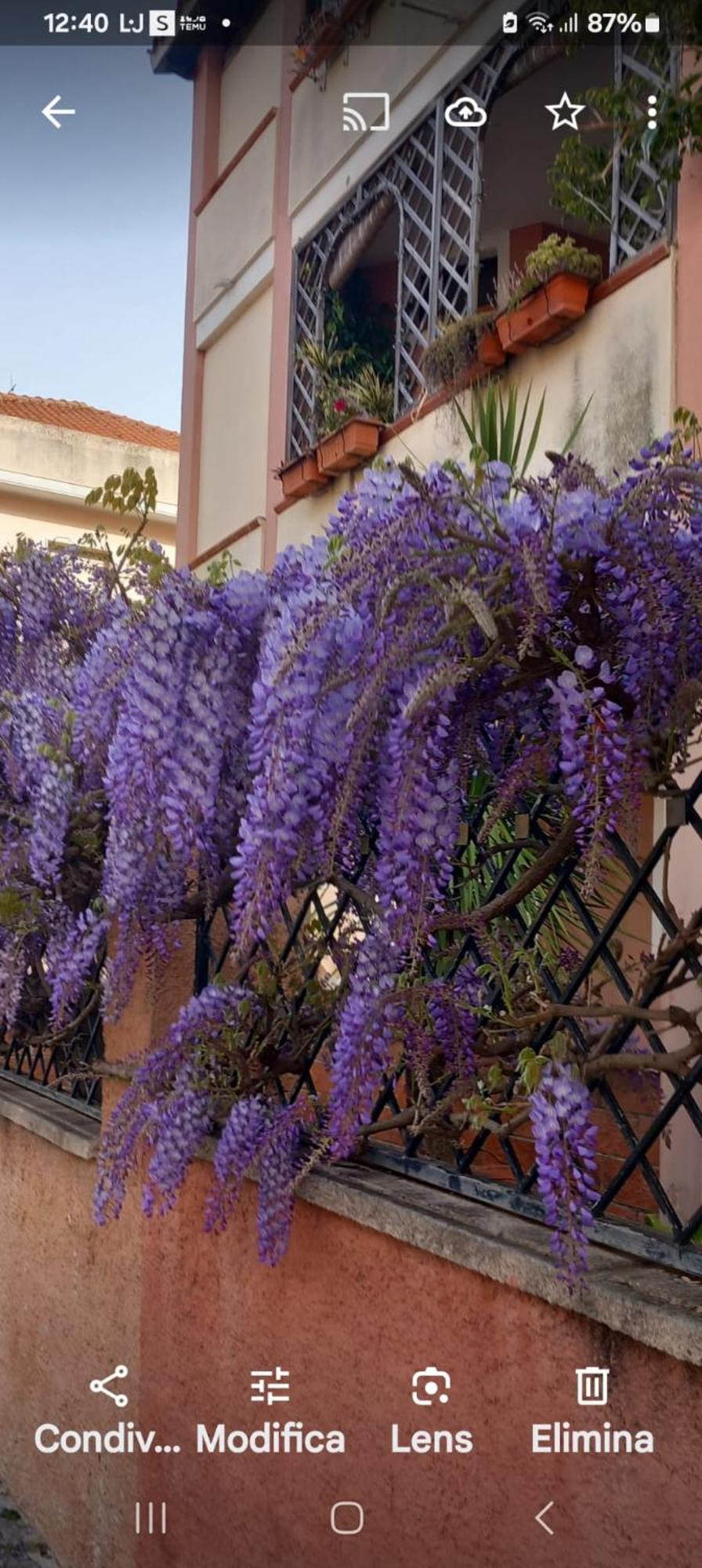 Il Glicine Appartamento Alghero